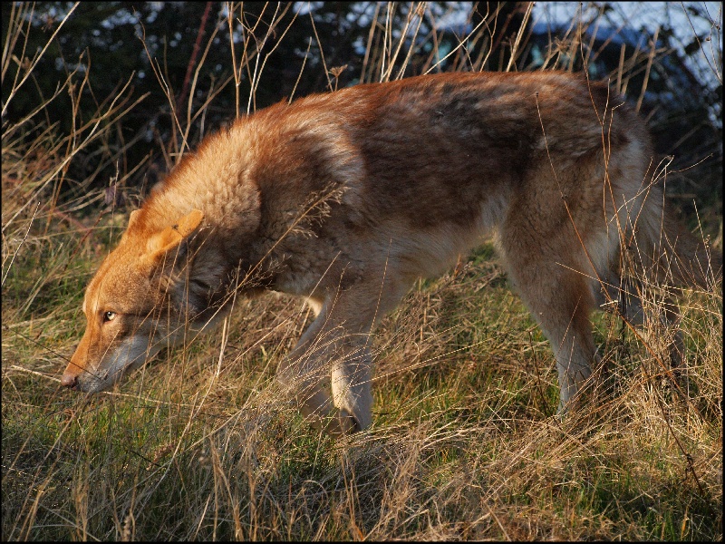 Ixion Du Bois De Viranloup